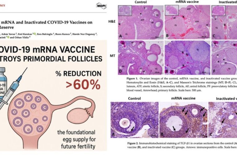 Study Raises Concerns Over Potential Impact of mRNA Vaccines on Female Fertility