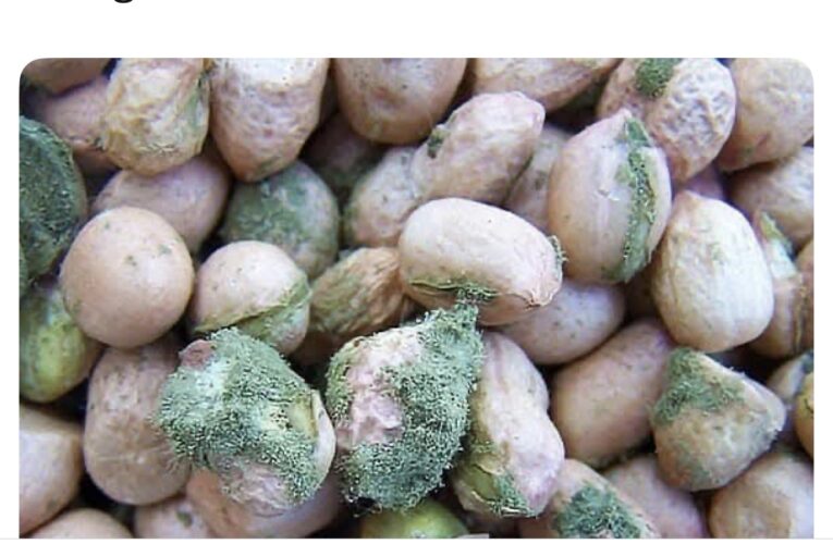 Gaza facing allegations of Biological Warfare through contaminated food aid